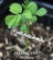 Moringa...