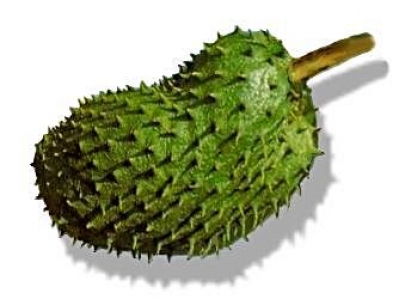 Natural Cure For Cancer Moringa Sop (MoringaSOP ™) ~E.G.PLOTTPALMTREES.COM Natural...
