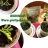 Moringa...
