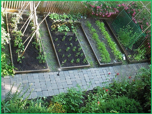 25 HEIRLOOM VEGETABLE GARDEN SEEDS NON-GMO/HYBRID ORGANIC SURVIVAL SEED BANK Heirloom Vegetable Garden Heirloom Vegetable Garden 25 HEIRLOOM VEGETABLE GARDEN SEEDS NON-GMO/HYBRID ORGANIC SURVIVAL SEED BANK